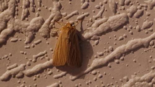 Réf. 207 091 : Mythimna pallens